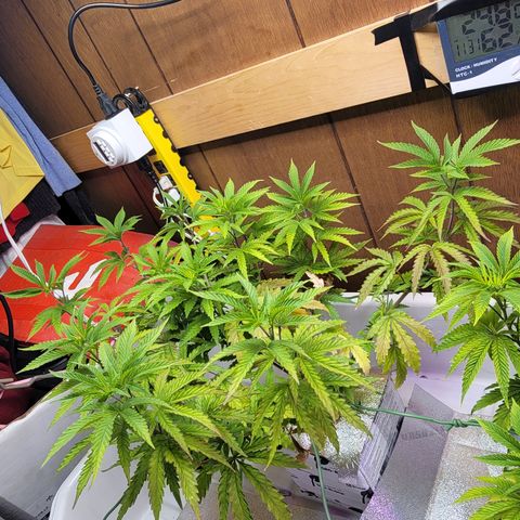 #3 growlog timeline photo