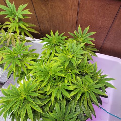 Dreamcrusher growlog timeline photo