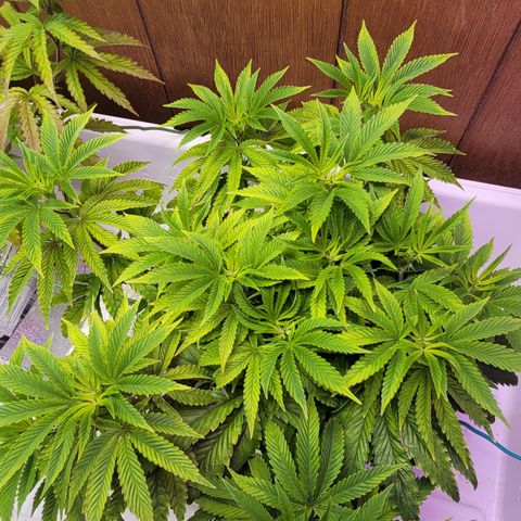 Dreamcrusher growlog timeline photo