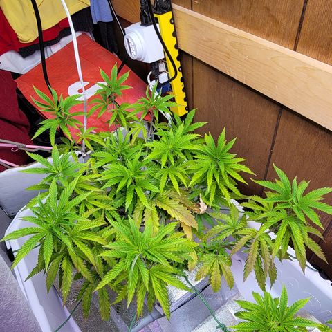 #3 growlog timeline photo