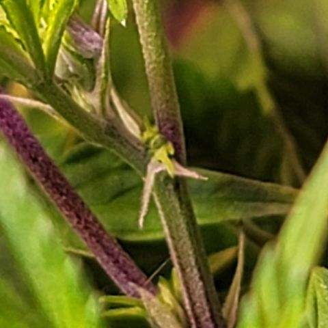 Dreamcrusher growlog timeline photo