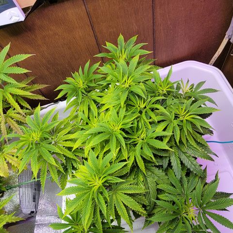 Dreamcrusher growlog timeline photo
