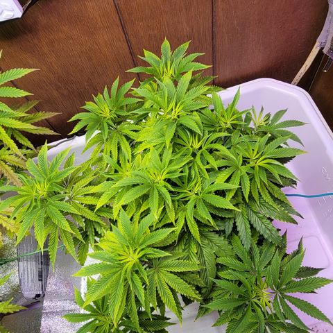 Dreamcrusher growlog timeline photo