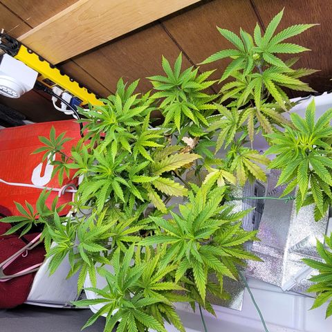 #3 growlog timeline photo