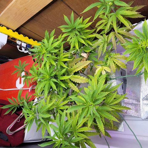 #3 growlog timeline photo