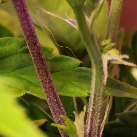 Dreamcrusher growlog timeline photo