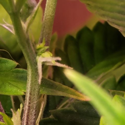 Dreamcrusher growlog timeline photo