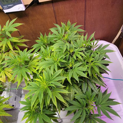 Dreamcrusher growlog timeline photo