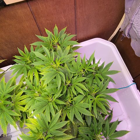 Dreamcrusher growlog timeline photo
