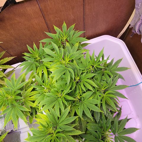 Dreamcrusher growlog timeline photo