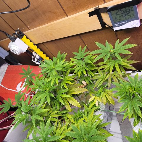 #3 growlog timeline photo