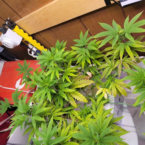 #3 growlog timeline photo