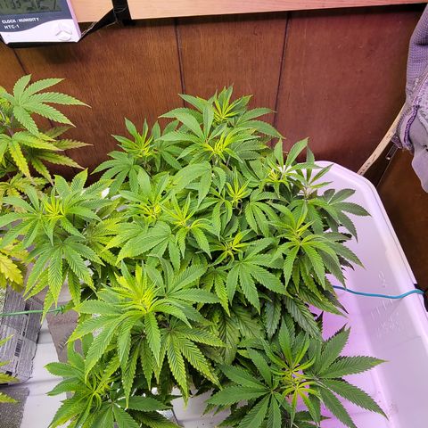 Dreamcrusher growlog timeline photo