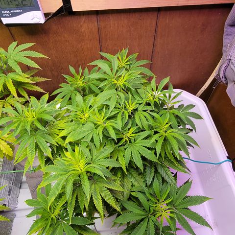 Dreamcrusher growlog timeline photo