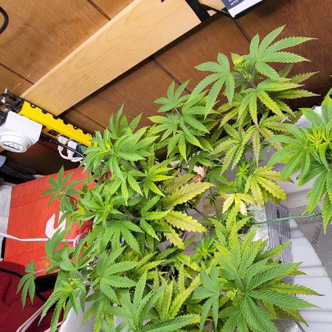 #3 growlog timeline photo