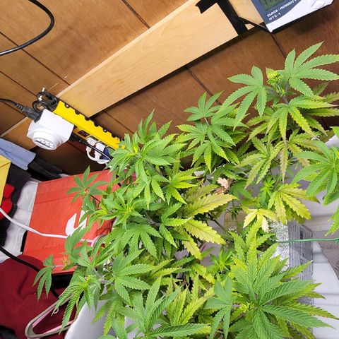 #3 growlog timeline photo