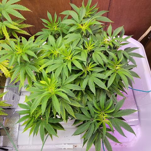 Dreamcrusher growlog timeline photo