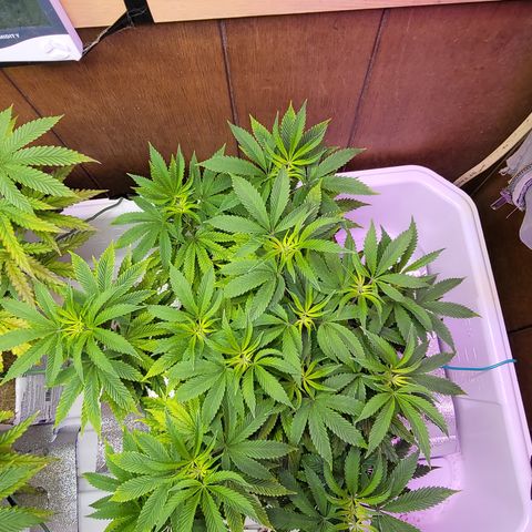 Dreamcrusher growlog timeline photo