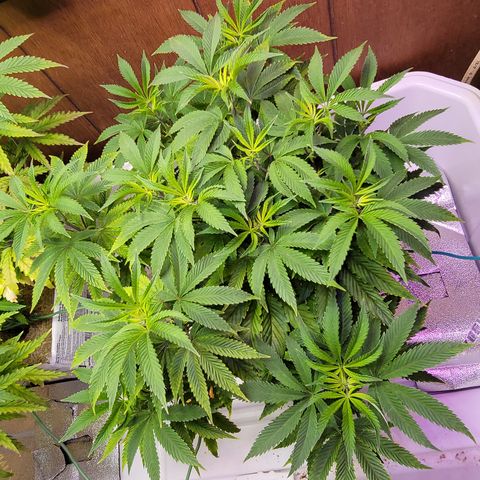 Dreamcrusher growlog timeline photo