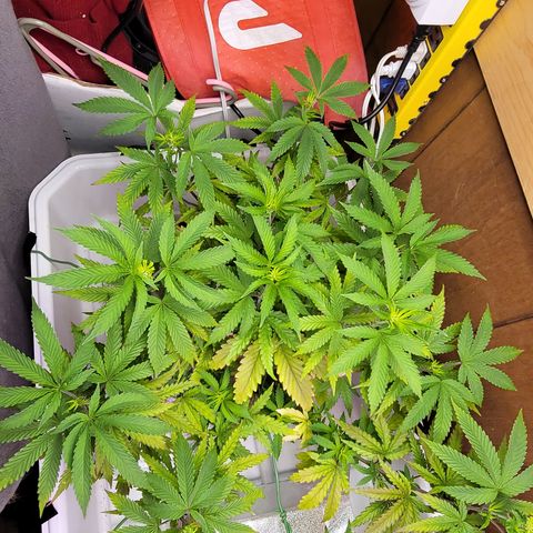 #3 growlog timeline photo
