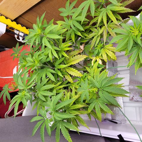 #3 growlog timeline photo