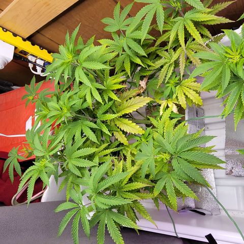 #3 growlog timeline photo