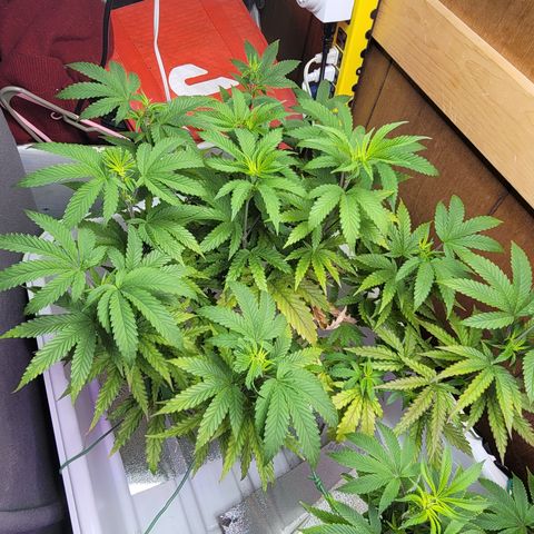 #3 growlog timeline photo