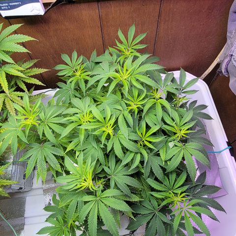 Dreamcrusher growlog timeline photo