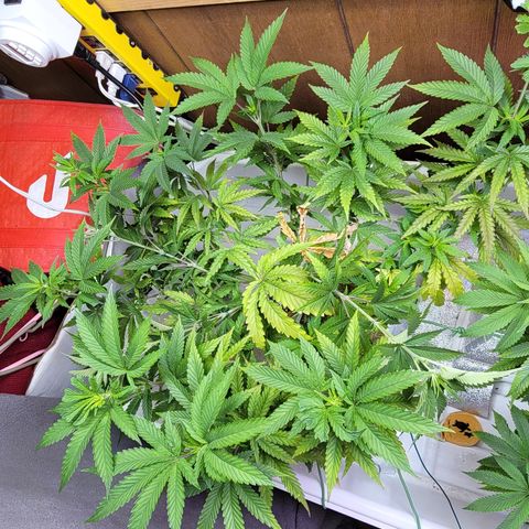 #3 growlog timeline photo