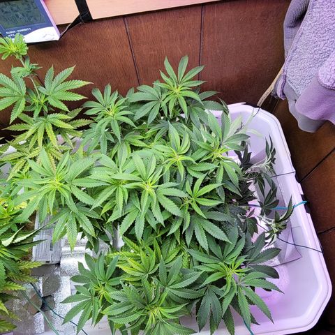Dreamcrusher growlog timeline photo