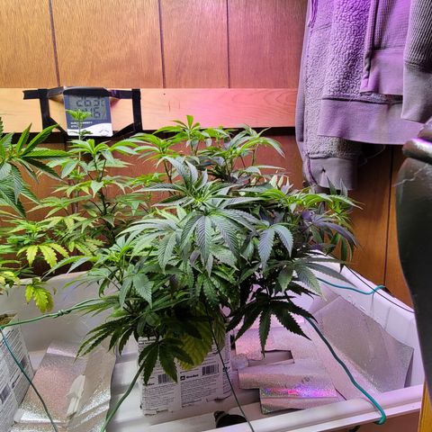 Dreamcrusher growlog timeline photo