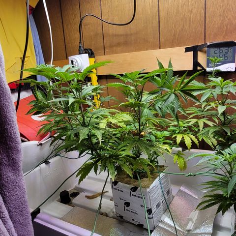 #3 growlog timeline photo