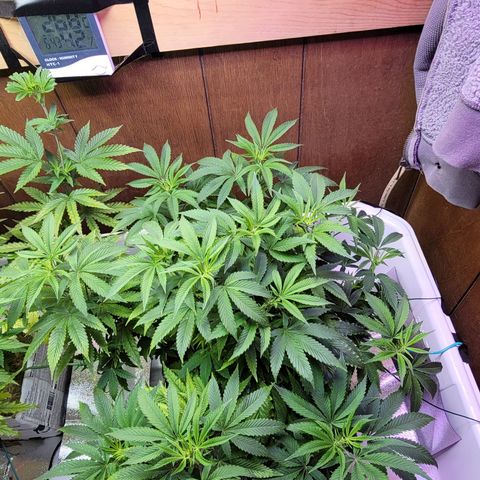 Dreamcrusher growlog timeline photo