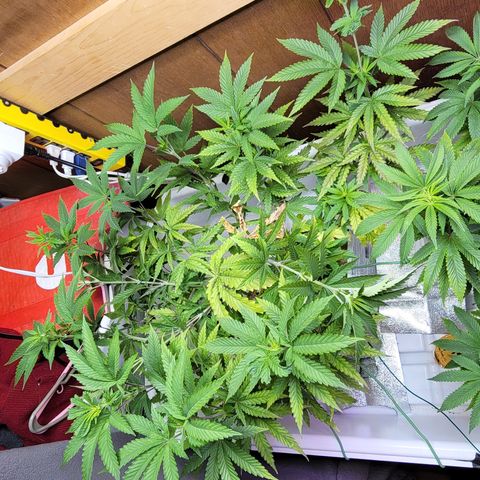#3 growlog timeline photo