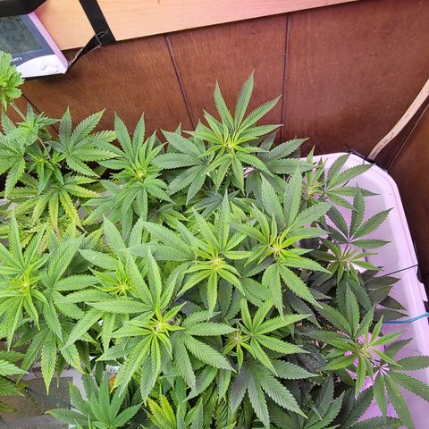 Dreamcrusher growlog timeline photo
