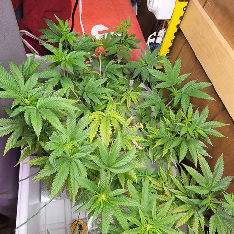 #3 growlog timeline photo