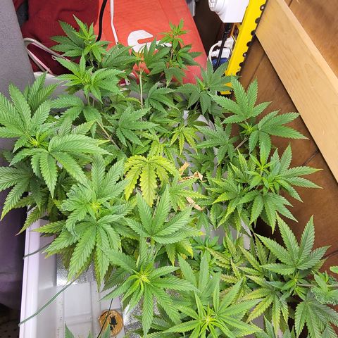 #3 growlog timeline photo