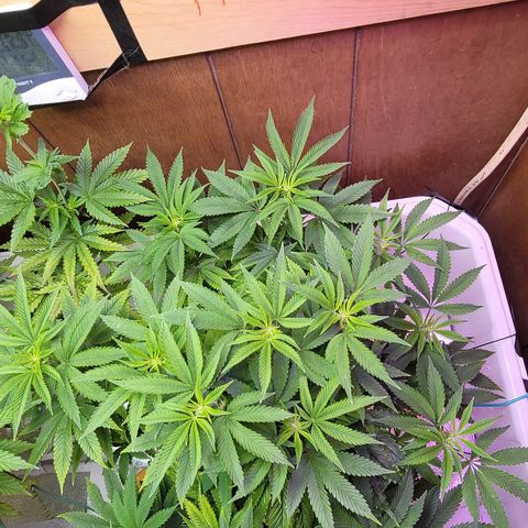 Dreamcrusher growlog timeline photo