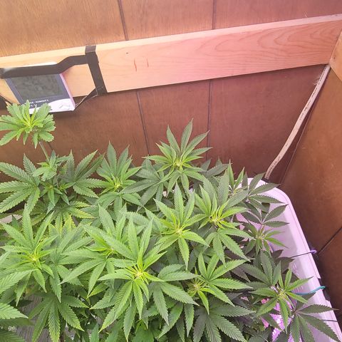 Dreamcrusher growlog timeline photo