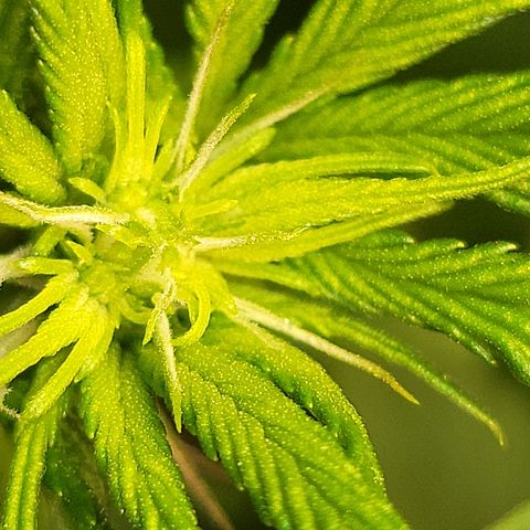 #3 growlog timeline photo