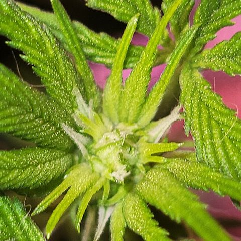 Dreamcrusher growlog timeline photo