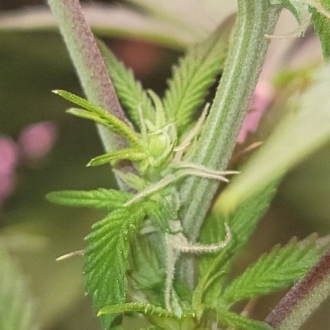 Dreamcrusher growlog timeline photo