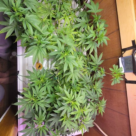 Dreamcrusher growlog timeline photo