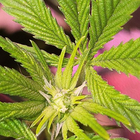 Dreamcrusher growlog timeline photo