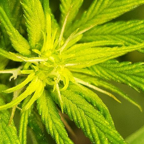 #3 growlog timeline photo