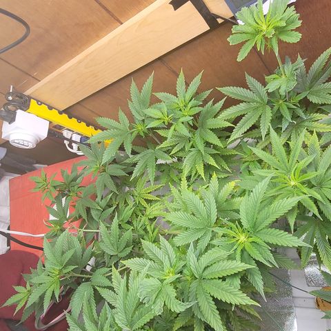 #3 growlog timeline photo