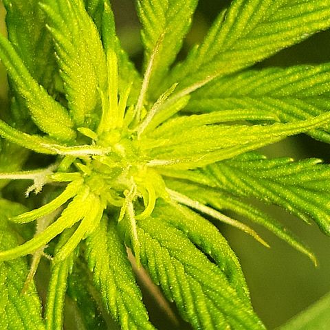 #3 growlog timeline photo