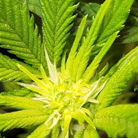 Dreamcrusher growlog timeline photo