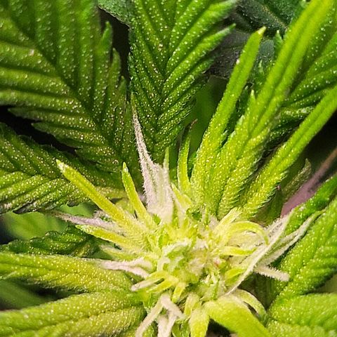 Dreamcrusher growlog timeline photo