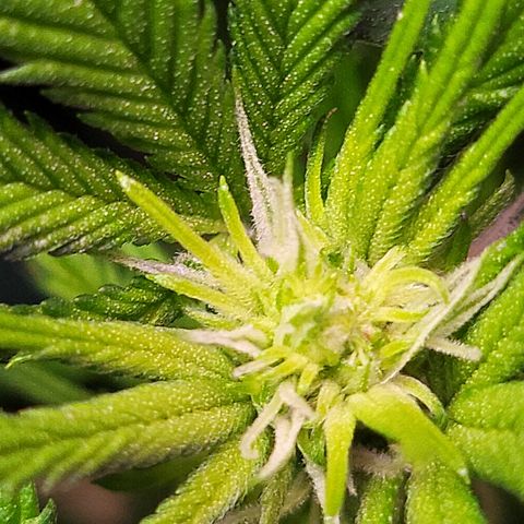 Dreamcrusher growlog timeline photo